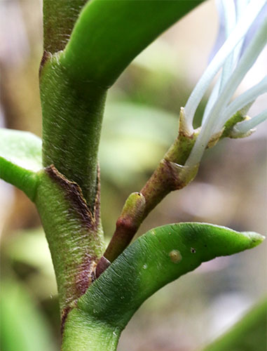 Cleisocentron gokusingii aff